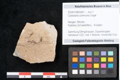 Foto (Objekt + Etikett) von Cystoseira communis Unger (NHMW-GEO-2024-0188-6641)